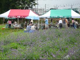ラベンダーで花束を作ろう