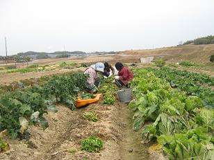 白菜の収穫