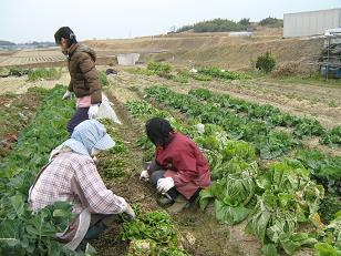 押し花１